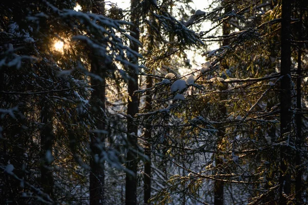 Морозний день у лісі — стокове фото