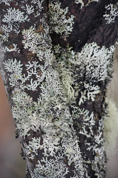 Gros Plan Sur Tronc Saule Recouvert Mousse Lichen — Photo