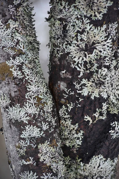 柳条树干特写 长满苔藓和苔藓 — 图库照片