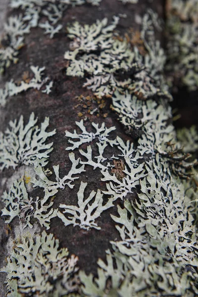 柳条树干特写 长满苔藓和苔藓 — 图库照片