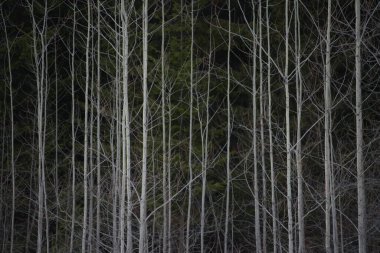 İlkbaharın başlarında küçük bir kavak, uzun köknar ağaçlarının önündeki bir duvar gibidir..