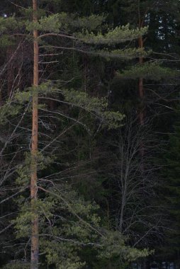 Manzara. İlkbaharın başlarında sık bir orman. Buzlar eriyor..