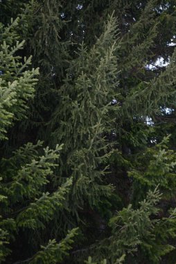 Geçmişi. Ladin ve köknar dalları yakın plan..