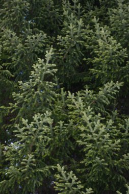 Geçmişi. Ladin ve köknar dalları yakın plan..