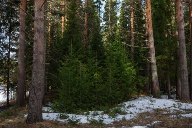 Manzara. İlkbaharın başlarında sık bir orman. Buzlar eriyor..