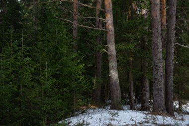 Manzara. İlkbaharın başlarında sık bir orman. Buzlar eriyor..