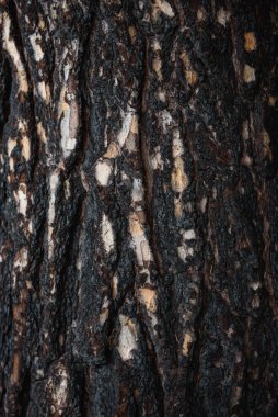 Yakın plan arkaplan. Ormandaki yangından sonra ağaç kabuğu..