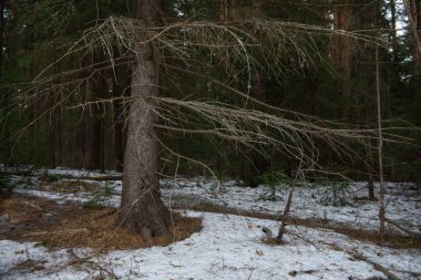 Manzara. İlkbaharın başlarında sık bir orman. Buzlar eriyor..