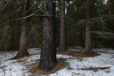 Manzara. İlkbaharın başlarında yoğun bir orman ve erime izleri. Ön plandaki yangından sonra yanan bir çam ağacıyla.