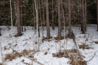 Manzara. İlkbaharın başlarında sık bir orman. Buzlar eriyor..