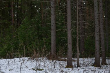 Manzara. İlkbaharın başlarında sık bir orman. Buzlar eriyor..