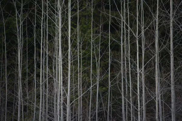 Lkbaharın Başlarında Küçük Bir Kavak Uzun Köknar Ağaçlarının Önündeki Bir — Stok fotoğraf