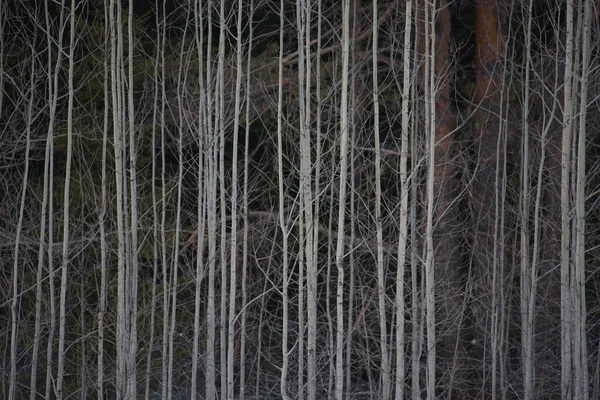 Lkbaharın Başlarında Küçük Bir Kavak Uzun Köknar Ağaçlarının Önündeki Bir — Stok fotoğraf