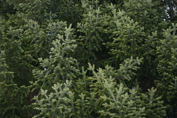 Spruce Fir Branches Close — 图库照片
