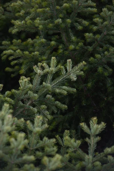 Background Spruce Fir Branches Close — Stock Photo, Image