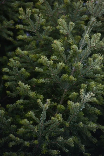 Contexte Gros Plan Sur Les Branches Épinette Sapin — Photo