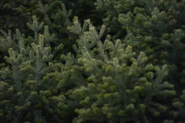 Background Spruce Fir Branches Close — Stock Photo, Image