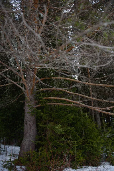 Paisagem Floresta Densa Início Primavera Com Degelo — Fotografia de Stock