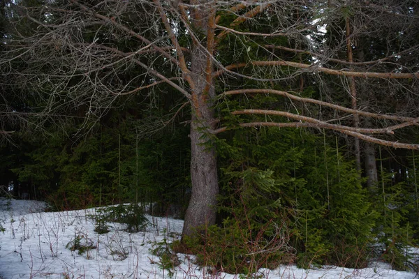 Paisaje Denso Bosque Principios Primavera Con Deshielo — Foto de Stock