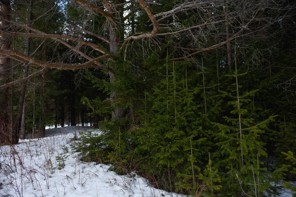 Landskap Den Täta Skogen Tidigt Våren Med Töväder — Stockfoto