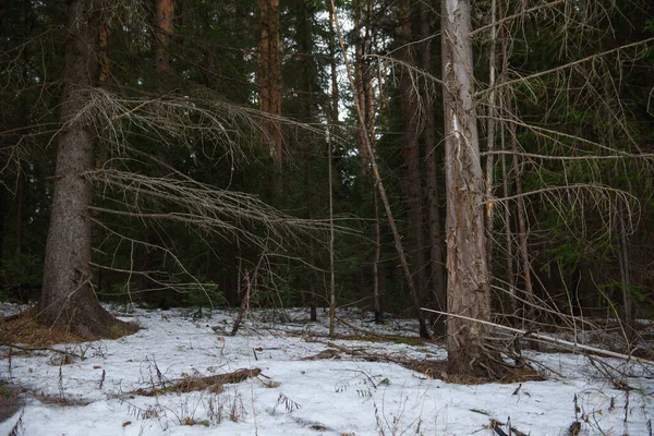 Landschaft Der Dichte Wald Zeitigen Frühling Mit Dem Tauwetter — Stockfoto