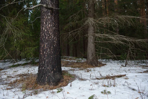 Paisaje Bosque Denso Principios Primavera Rastros Deshielo Con Pino Quemado — Foto de Stock