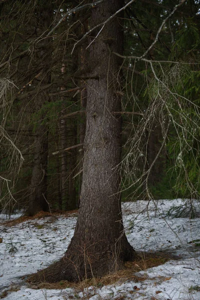 Landskab Den Tætte Skov Det Tidlige Forår Med - Stock-foto