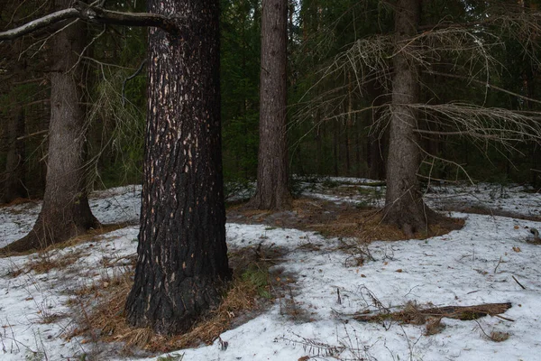 Landschaft Dichter Wald Zeitigen Frühling Und Spuren Von Tauwetter Vordergrund — Stockfoto