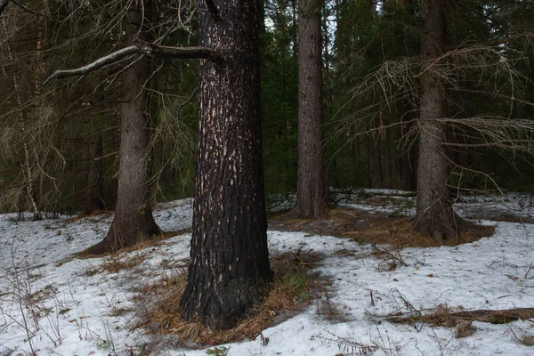 Tájkép Sűrű Erdő Kora Tavasszal Felolvadás Nyomai Egy Fenyőfával Megégve — Stock Fotó
