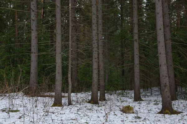 Пейзаж Плотный Лес Ранней Весной Оттепелью — стоковое фото