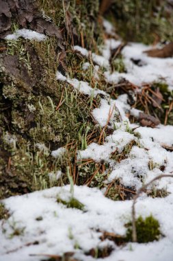 Makrofotoğrafçılık. Ağaç kabuğu yosun ve yosunla kaplanmış..