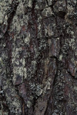 Makrofotoğrafçılık. Ağaç kabuğu yosun ve yosunla kaplanmış..