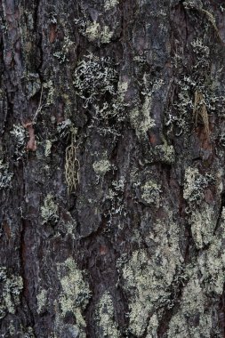 Makrofotoğrafçılık. Ağaç kabuğu yosun ve yosunla kaplanmış..