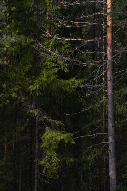 Güneşli bir bahar gününde Tayga Ormanı. Ağaçlar, ağaç dalları Güneş ışınları tarafından gölgelerden koparılmış.
