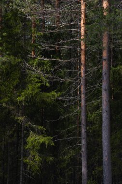 Güneşli bir bahar gününde Tayga Ormanı. Ağaçlar, ağaç dalları Güneş ışınları tarafından gölgelerden koparılmış.