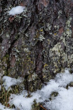 Makrofotoğrafçılık. Ağaç kabuğu yosun ve yosunla kaplanmış..