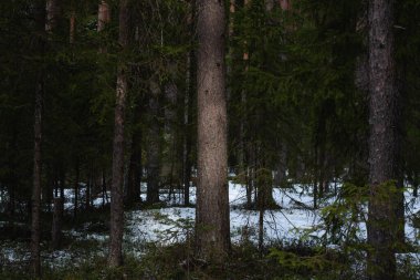 Güneşli bir bahar gününde Tayga Ormanı. Ağaçlar, ağaç dalları Güneş ışınları tarafından gölgelerden koparılmış.