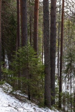 Bir bahar gününde Tayga Ormanı.
