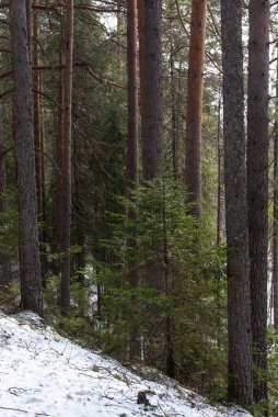 Bir bahar gününde Tayga Ormanı.