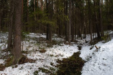 Bir bahar gününde Tayga Ormanı.