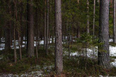 Güneşli bir bahar gününde Tayga Ormanı. Ağaçlar, ağaç dalları Güneş ışınları tarafından gölgelerden koparılmış.