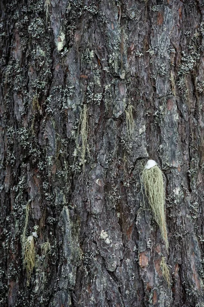 Macrophotography Bark Tree Overgrown Moss Lichen — Stock Photo, Image