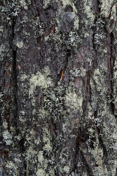 宏观摄影 树皮长满苔藓和苔藓 — 图库照片