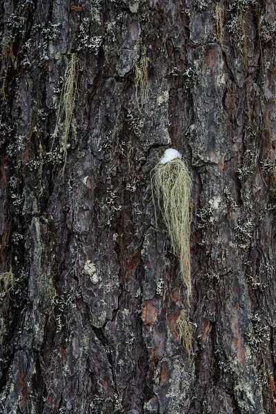 매크로 이끼와 이끼로 뒤덮인 나무의 — 스톡 사진