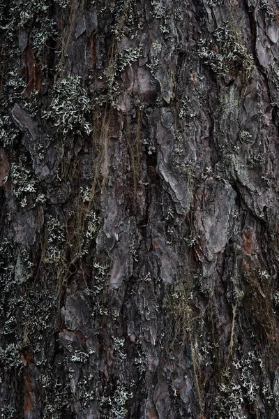 Macrofotografie Schors Van Boom Begroeid Met Mos Korstmos — Stockfoto