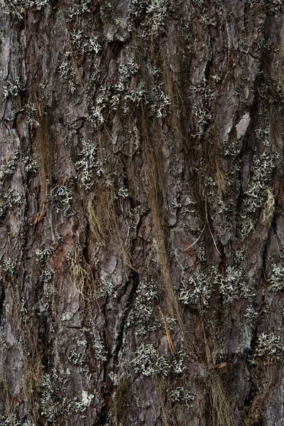 Macrophotography Bark Tree Overgrown Moss Lichen — Stock Photo, Image