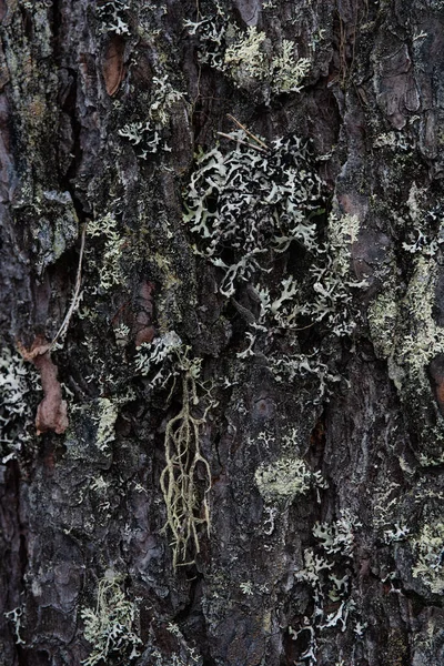 宏观摄影 树皮长满苔藓和苔藓 — 图库照片