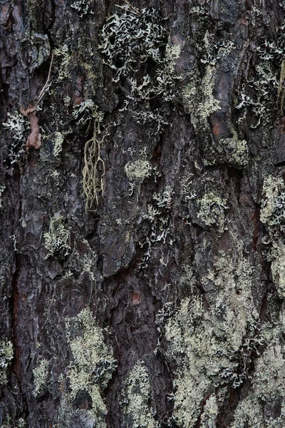 Makrofotografi Barken Träd Överväxt Med Mossa Och Lavar — Stockfoto