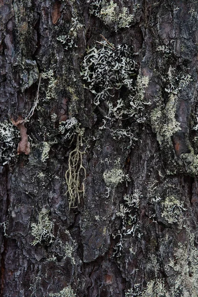Makrofotografia Kora Drzewa Porośnięta Mchem Porostem — Zdjęcie stockowe