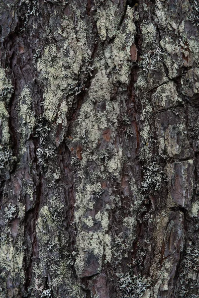 Macrophotographie Écorce Arbre Envahi Par Mousse Lichen — Photo